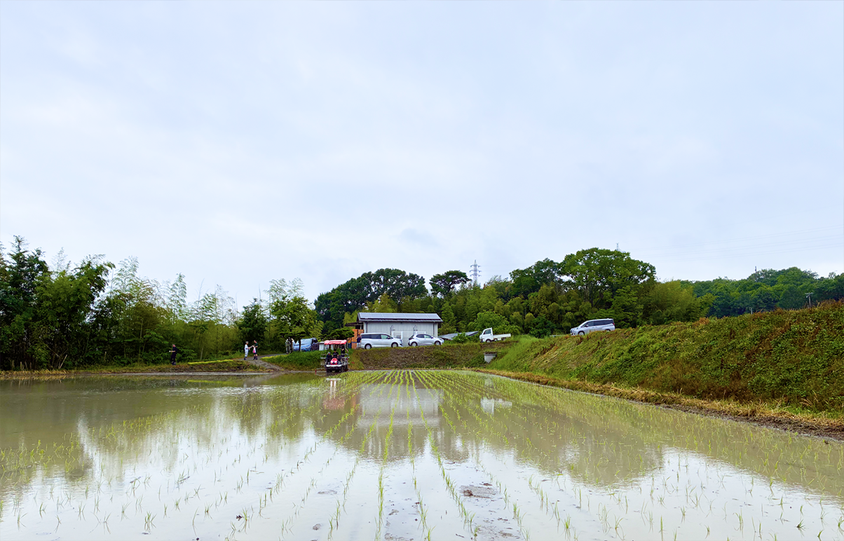 Rice Paddy Scene