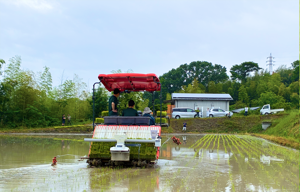 Rice Paddy Scene