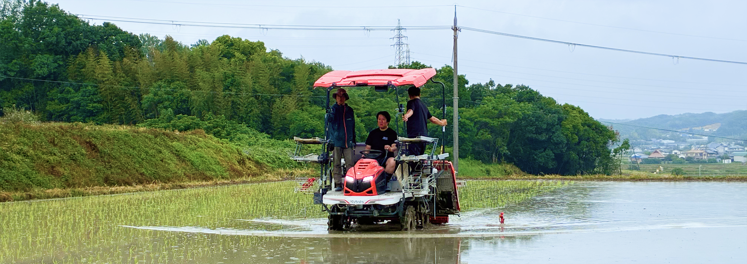 Rice Planting Scene